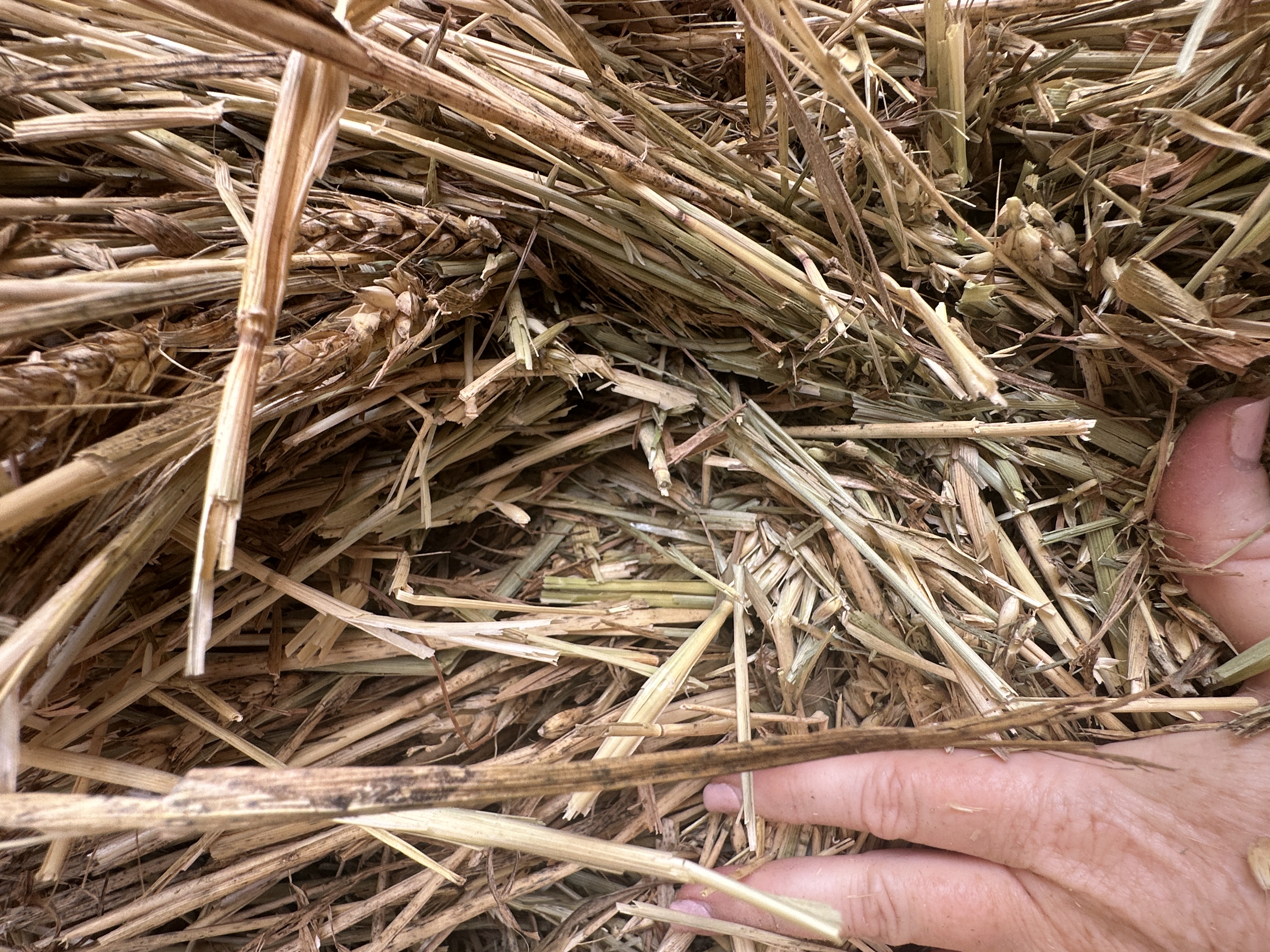 IMG 4426 Wheaten Hay 2025